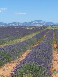 Lavande sur le plateau de Valensole