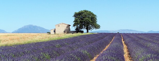 Champ de lavande